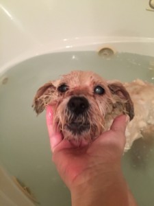 George in the bathtub. You can see all the flea poop on his poor little face. 