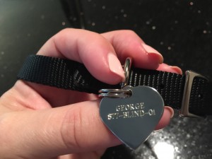 George's new collar and tag.