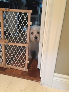 George Wants Out of Jail